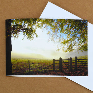 'Morning light in the woods' card