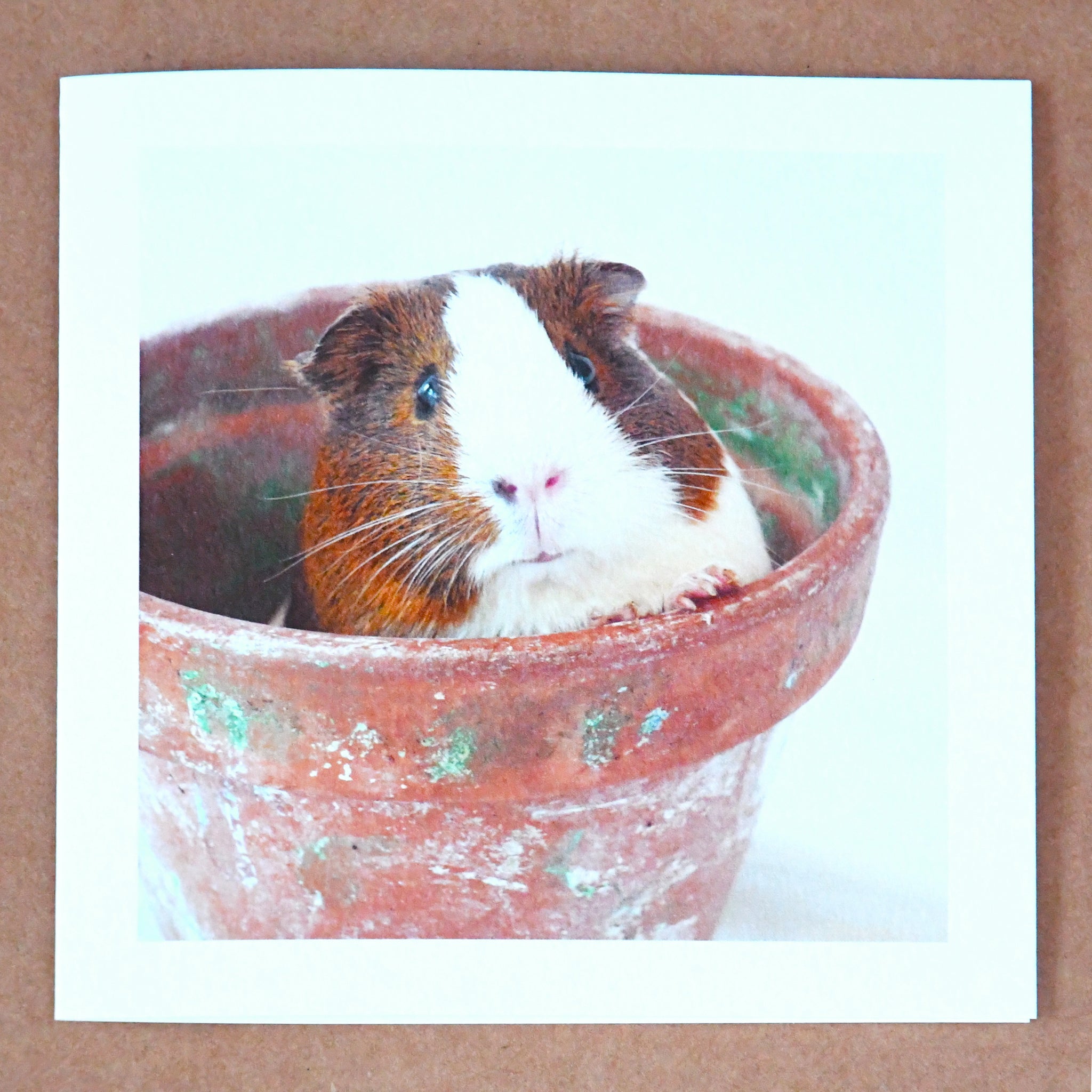 Basil - pig in a pot card