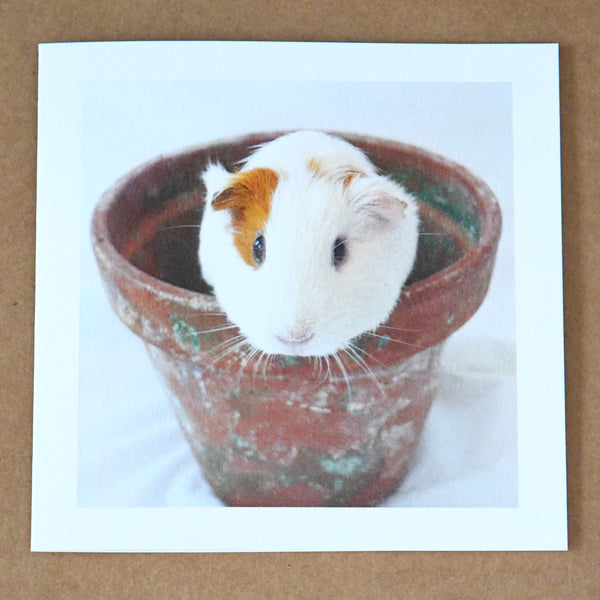 'Pigs in a pot' card set